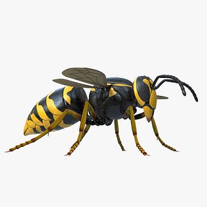 Common Wasp