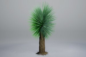 Yucca