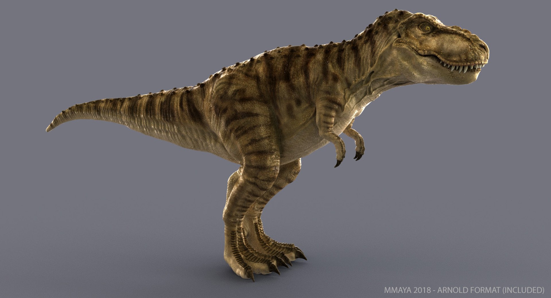 Tyrannosaurus Rex Trex Animation 3d Model