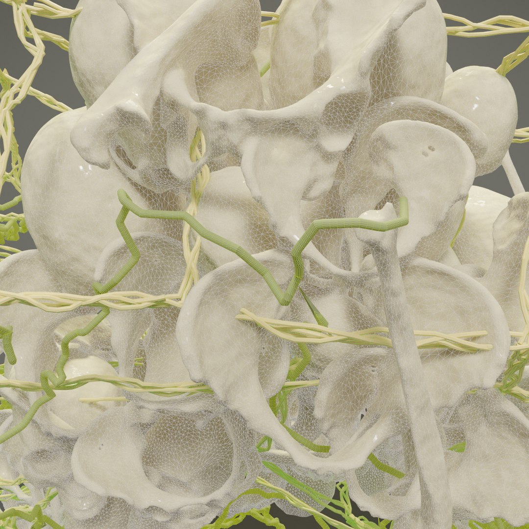 Letter R Bones Skeleton 3D - TurboSquid 1546267