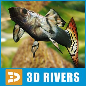 3d model guppy fish