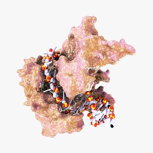 RNA Polymerase Protein