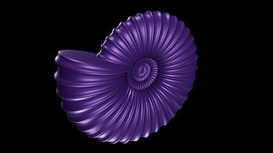 3D discocone conch ornamented 2