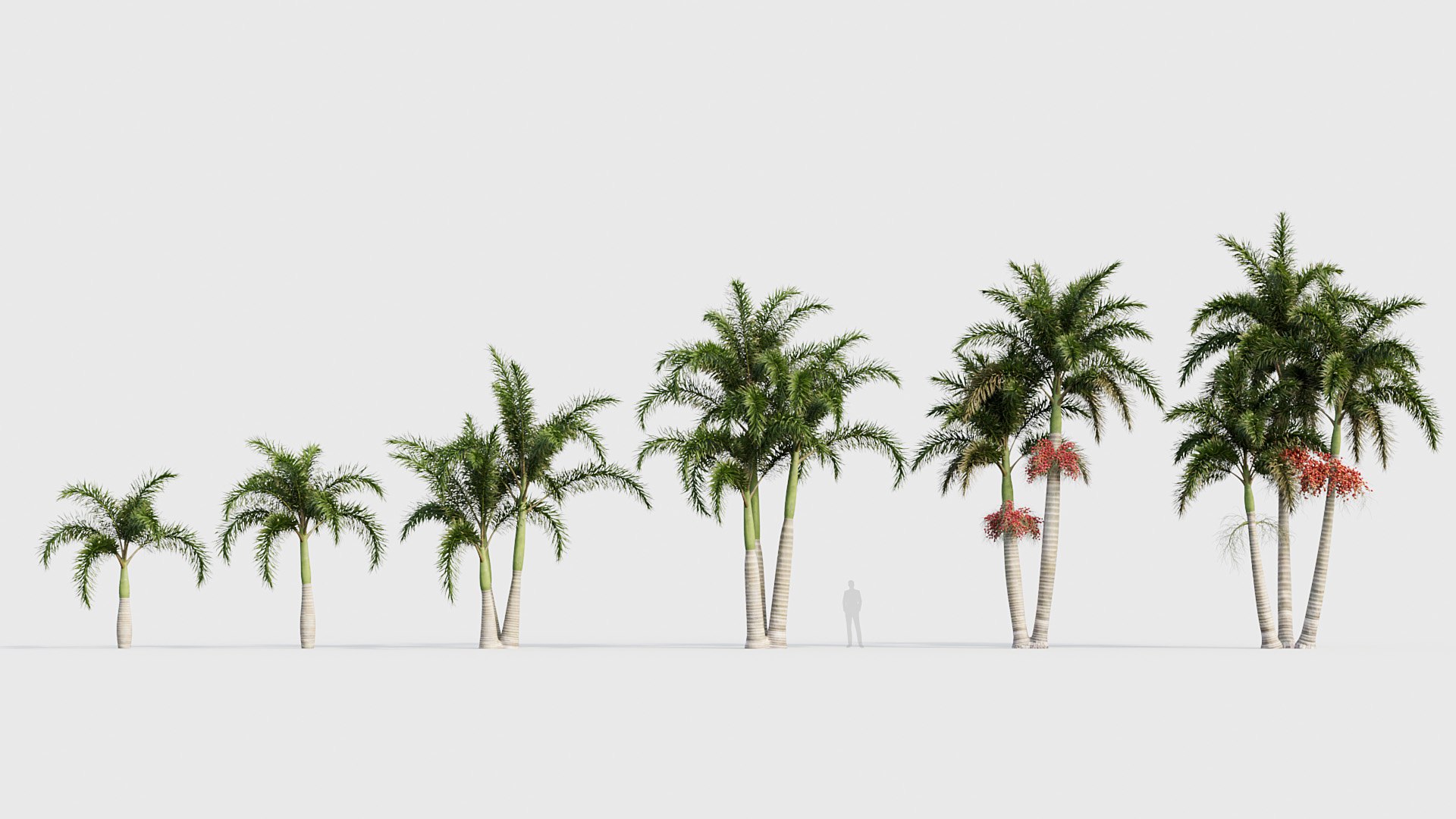 Wodyetia bifurcata - Foxtail Palm 05 3D model 3D https://p.turbosquid.com/ts-thumb/bc/1oHsKy/4b/bc_pm_p23_wodyetia_bifurcata_05_01/jpg/1785051659/1920x1080/fit_q87/10d0651522489ec5bc142819221bf30cf5b3ba90/bc_pm_p23_wodyetia_bifurcata_05_01.jpg