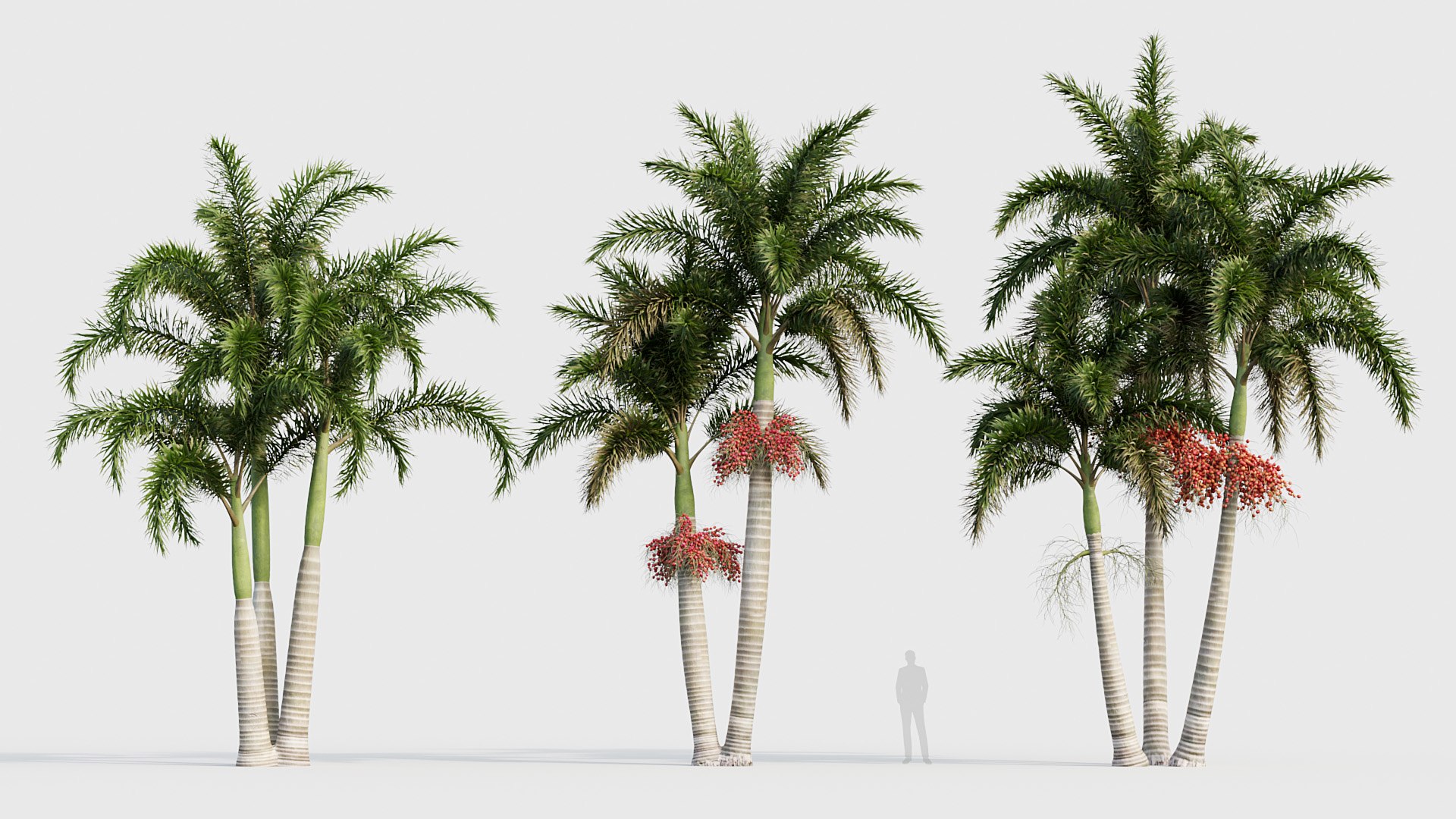Wodyetia bifurcata - Foxtail Palm 05 3D model 3D https://p.turbosquid.com/ts-thumb/bc/1oHsKy/Ky/bc_pm_p23_wodyetia_bifurcata_05_03/jpg/1785051658/1920x1080/fit_q87/190b84972c984cefeb866661a478c52332700438/bc_pm_p23_wodyetia_bifurcata_05_03.jpg