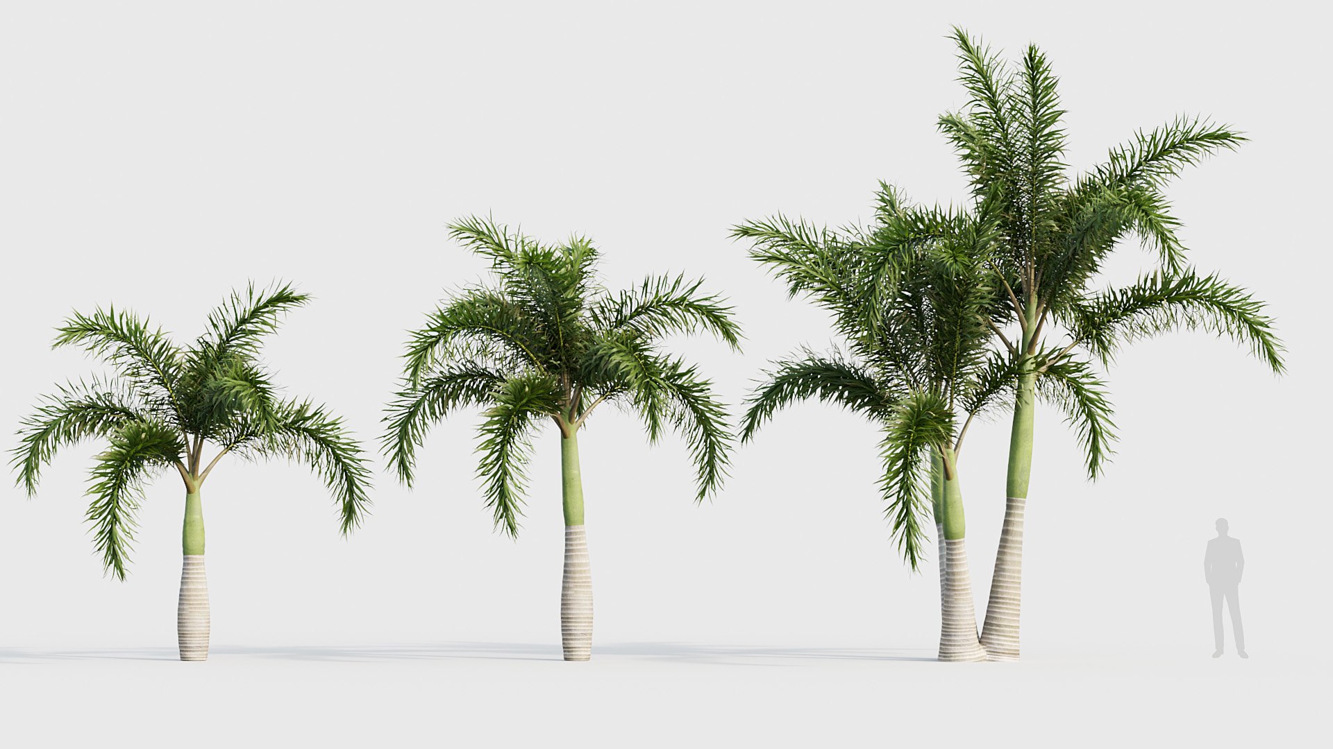 Wodyetia bifurcata - Foxtail Palm 05 3D model 3D https://p.turbosquid.com/ts-thumb/bc/1oHsKy/ZF/bc_pm_p23_wodyetia_bifurcata_05_02/jpg/1785051658/1920x1080/fit_q87/10ed9c79e4b9058ac32e22b44131eaf66e428539/bc_pm_p23_wodyetia_bifurcata_05_02.jpg
