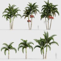 Wodyetia bifurcata - Foxtail Palm 05 3D model