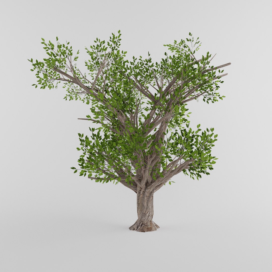 3d Tree Collection - Turbosquid 1891823