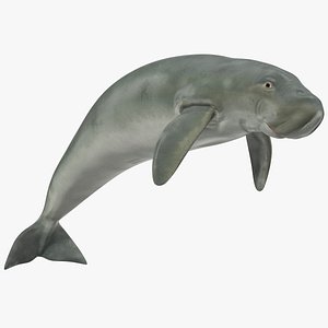 3D dugong swimming pose model