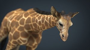Giraffe