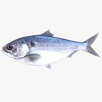 Toli Shad