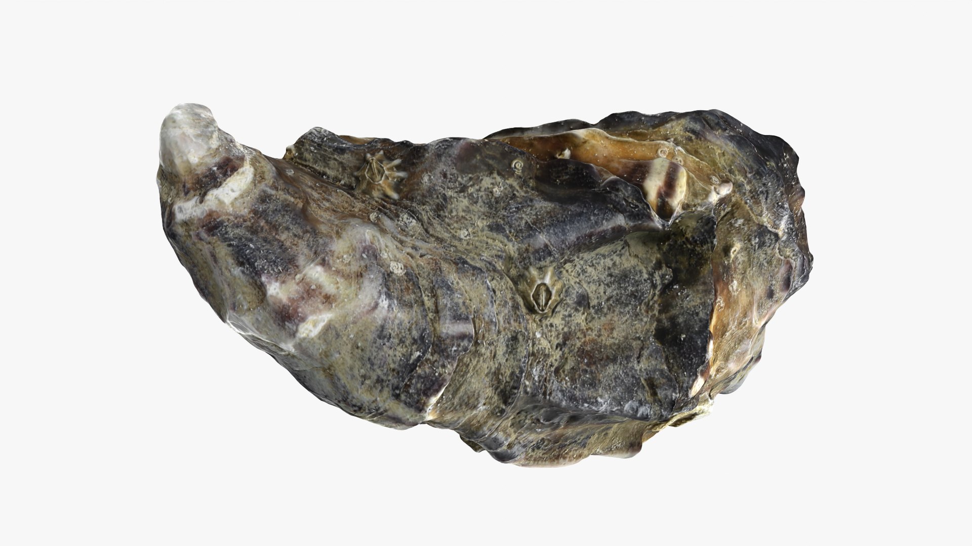 3D Half Shell Oyster Collection https://p.turbosquid.com/ts-thumb/bc/ZJxATz/0o/b_halfoyster02_0003/png/1751024830/1920x1080/fit_q87/5f8bb1c8c61b61160b771ab7f2b95711f7806e27/b_halfoyster02_0003.jpg
