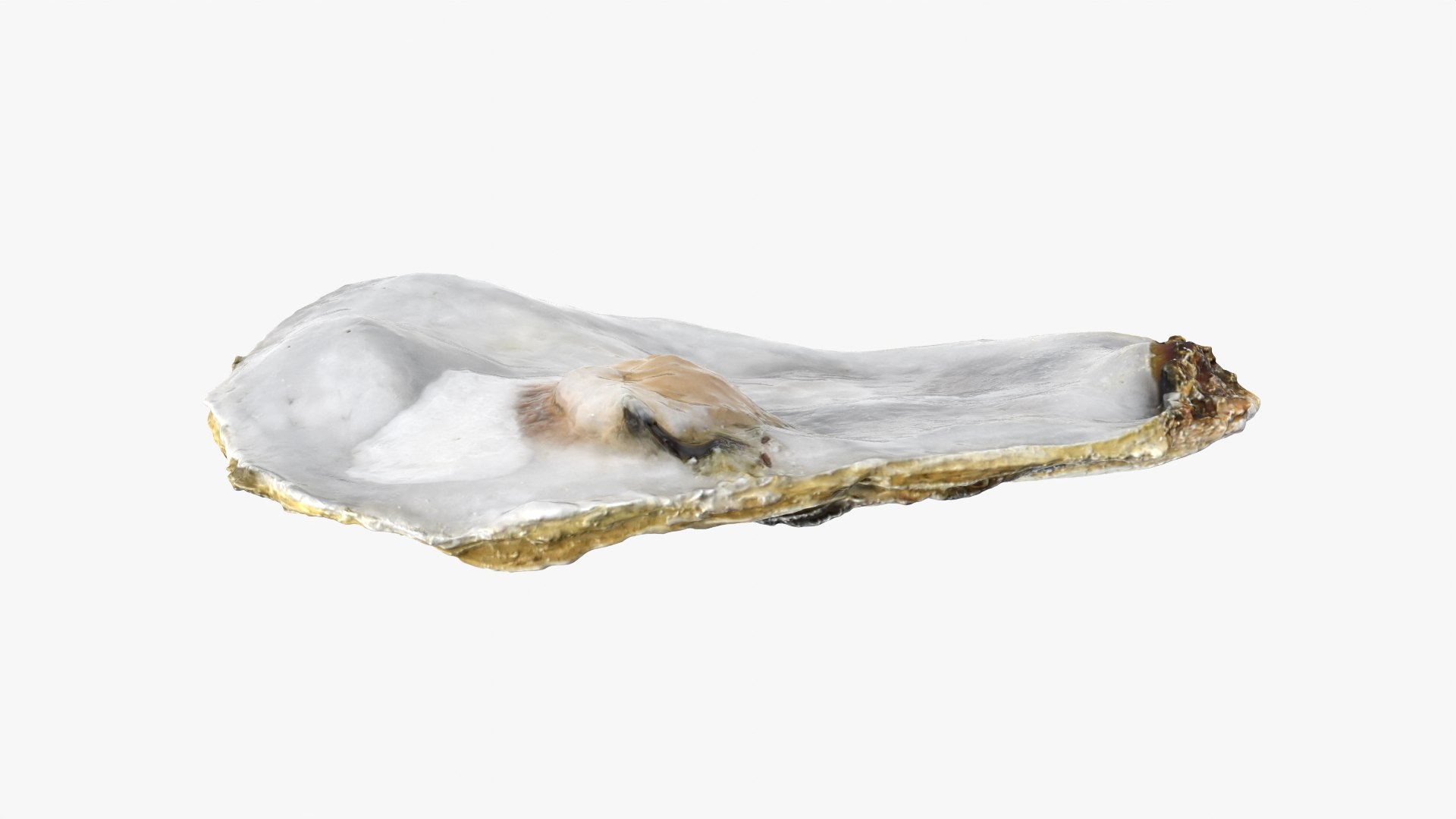 3D Half Shell Oyster Collection https://p.turbosquid.com/ts-thumb/bc/ZJxATz/PX/t_halfoyster02_0002/png/1751024851/1920x1080/fit_q87/07b56bfce915f852713adf26fa15d976c3d91f76/t_halfoyster02_0002.jpg