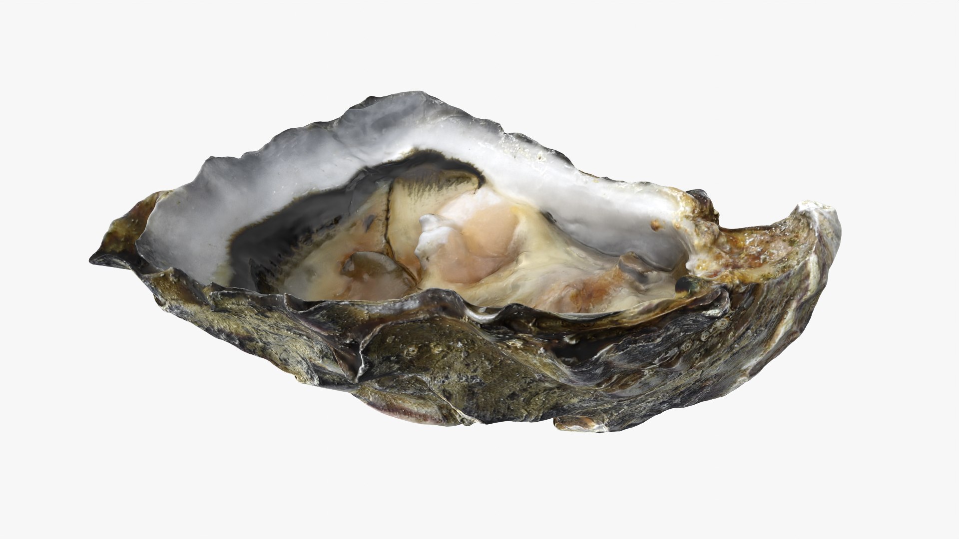 3D Half Shell Oyster Collection https://p.turbosquid.com/ts-thumb/bc/ZJxATz/RS/b_halfoyster02_0002/png/1751024829/1920x1080/fit_q87/f32820f49b754931c2d68f784a97bea4ce6946ea/b_halfoyster02_0002.jpg