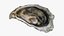Half Shell Oyster Collection