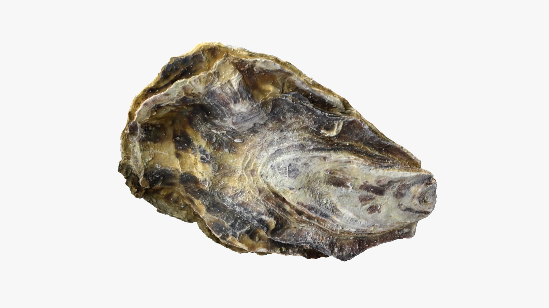 3D Half Shell Oyster Collection https://p.turbosquid.com/ts-thumb/bc/ZJxATz/id/t_halfoyster02_0005/png/1751024852/1920x1080/fit_q87/aac517f795518639f4b52bf7b6817b97263fb7cb/t_halfoyster02_0005.jpg