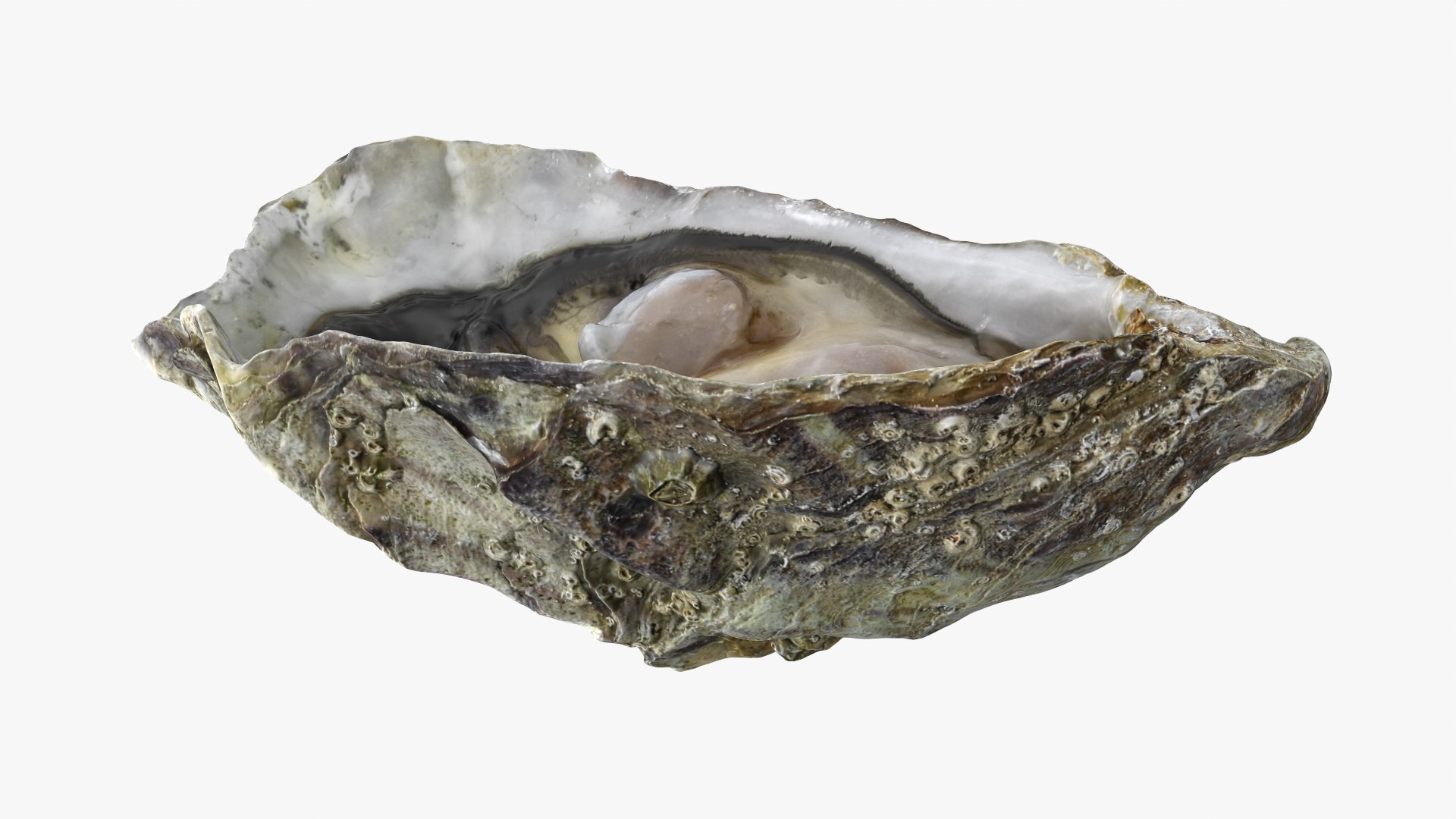 3D Half Shell Oyster Collection https://p.turbosquid.com/ts-thumb/bc/ZJxATz/kZ/b_halfoyster01_0002/png/1751024706/1920x1080/fit_q87/790d2ec81c84152fc833c2ddf5025497491acf2f/b_halfoyster01_0002.jpg