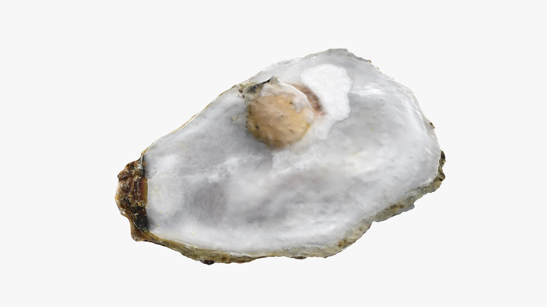 3D Half Shell Oyster Collection https://p.turbosquid.com/ts-thumb/bc/ZJxATz/re/t_halfoyster02_0004/png/1751024852/1920x1080/fit_q87/b2d1a9a2cc16b0610d5d3034013949a012c1d2d3/t_halfoyster02_0004.jpg