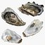 Half Shell Oyster Collection
