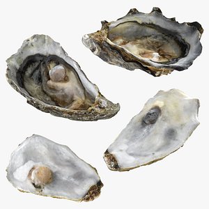 Half Shell Oyster Collection