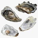 Half Shell Oyster Collection