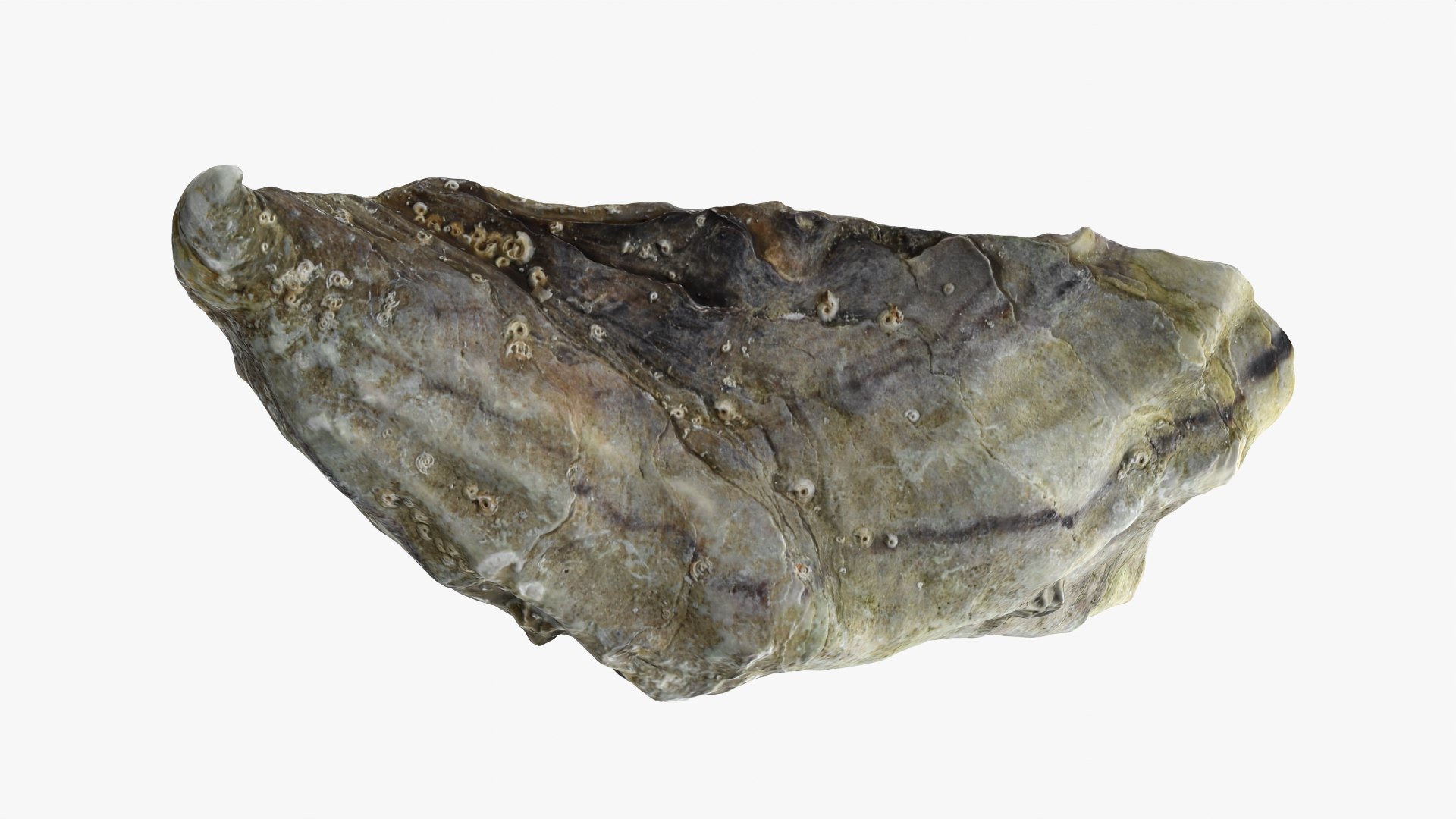 3D Half Shell Oyster Collection https://p.turbosquid.com/ts-thumb/bc/ZJxATz/zC/b_halfoyster01_0003/png/1751024706/1920x1080/fit_q87/d21df1191cf5b9fa40bc2e54e9d63fdaaeb7891c/b_halfoyster01_0003.jpg