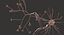 3D nerve cell model