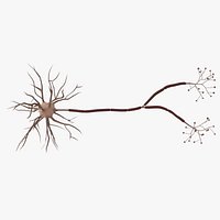 Nerve Cell
