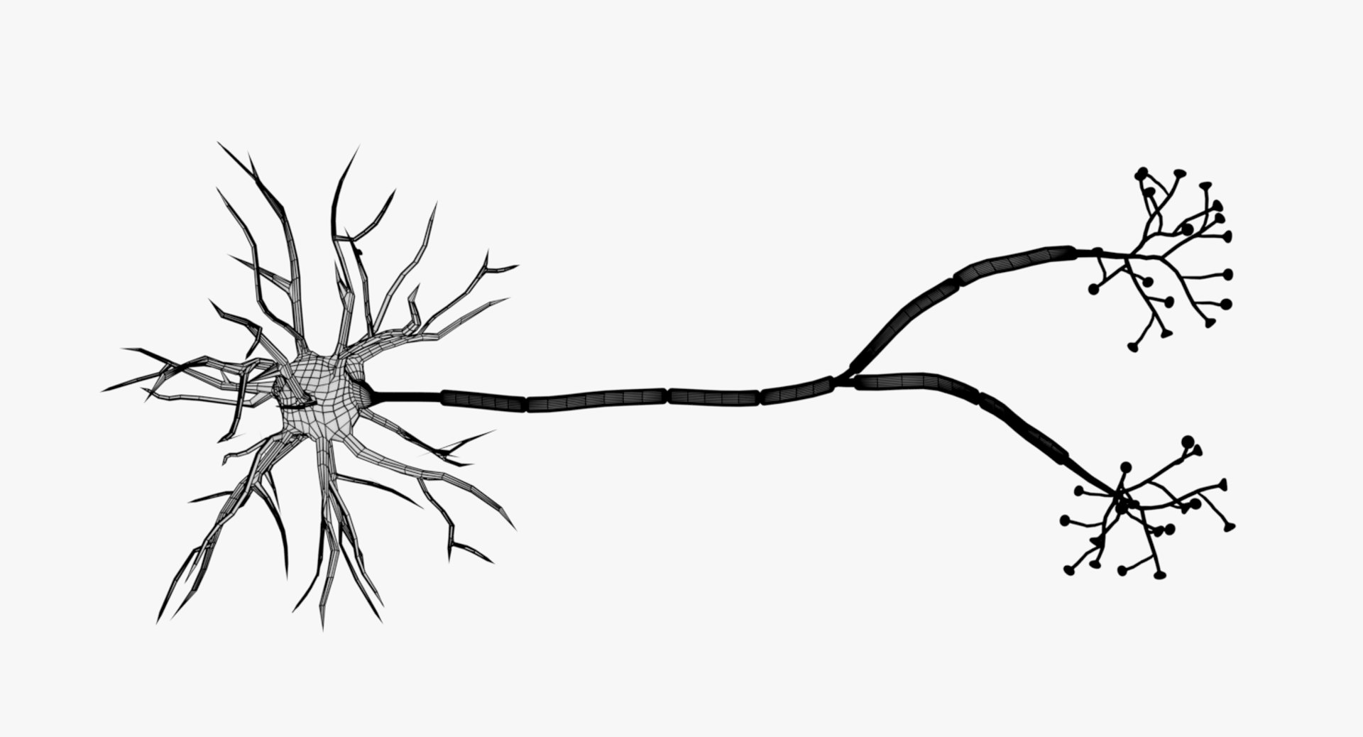 3D Nerve Cell Model - TurboSquid 1406252