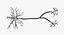 3D nerve cell model