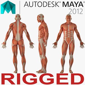 3D model anatomy male muscular rigged