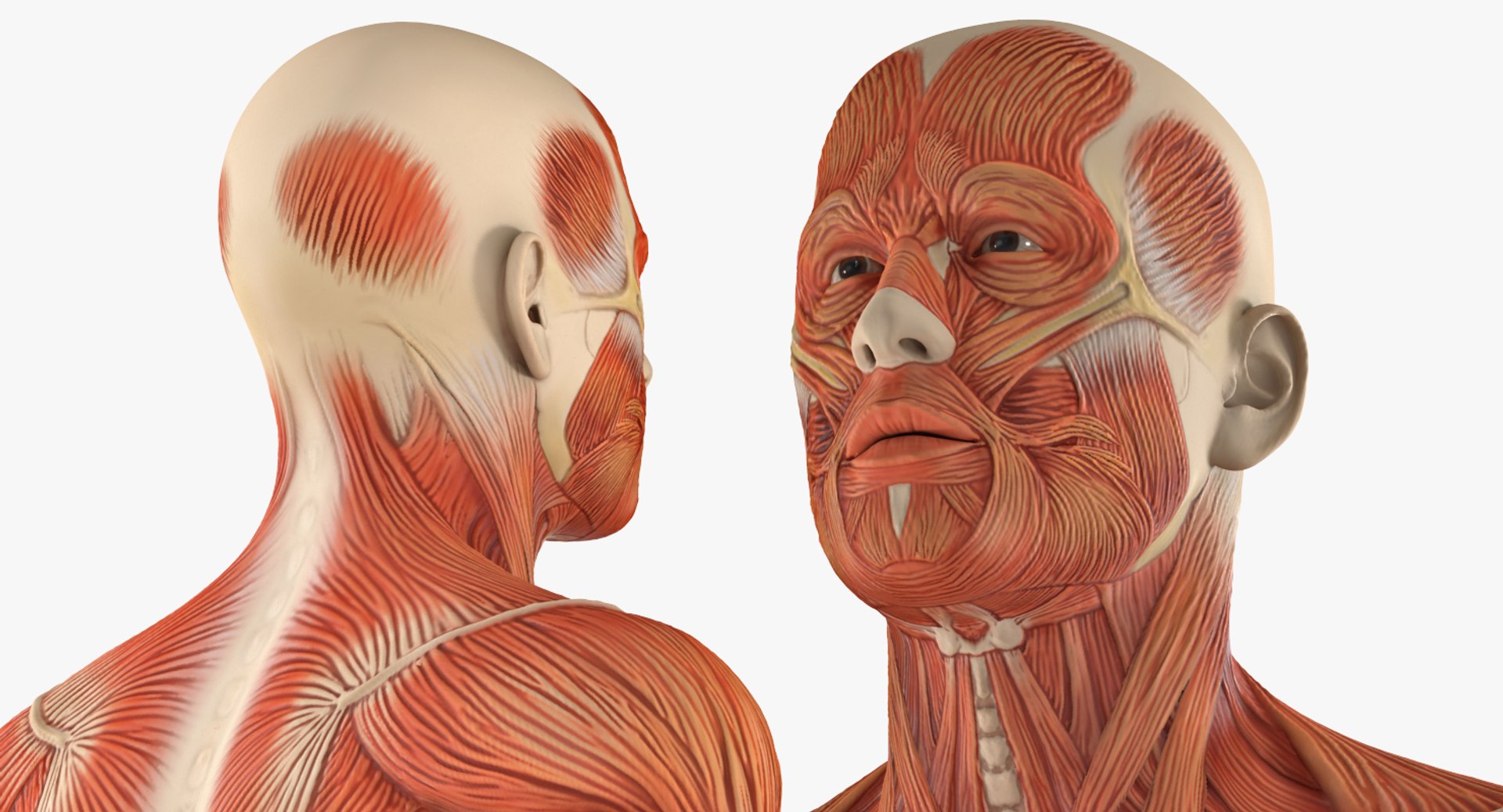 3d models anatomy