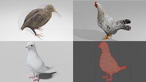 3xPack Kiwi Hen White pigeion Obj and Blend 3D model