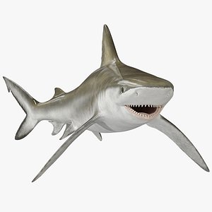 Realistic Bignose Shark Rigged 3D model
