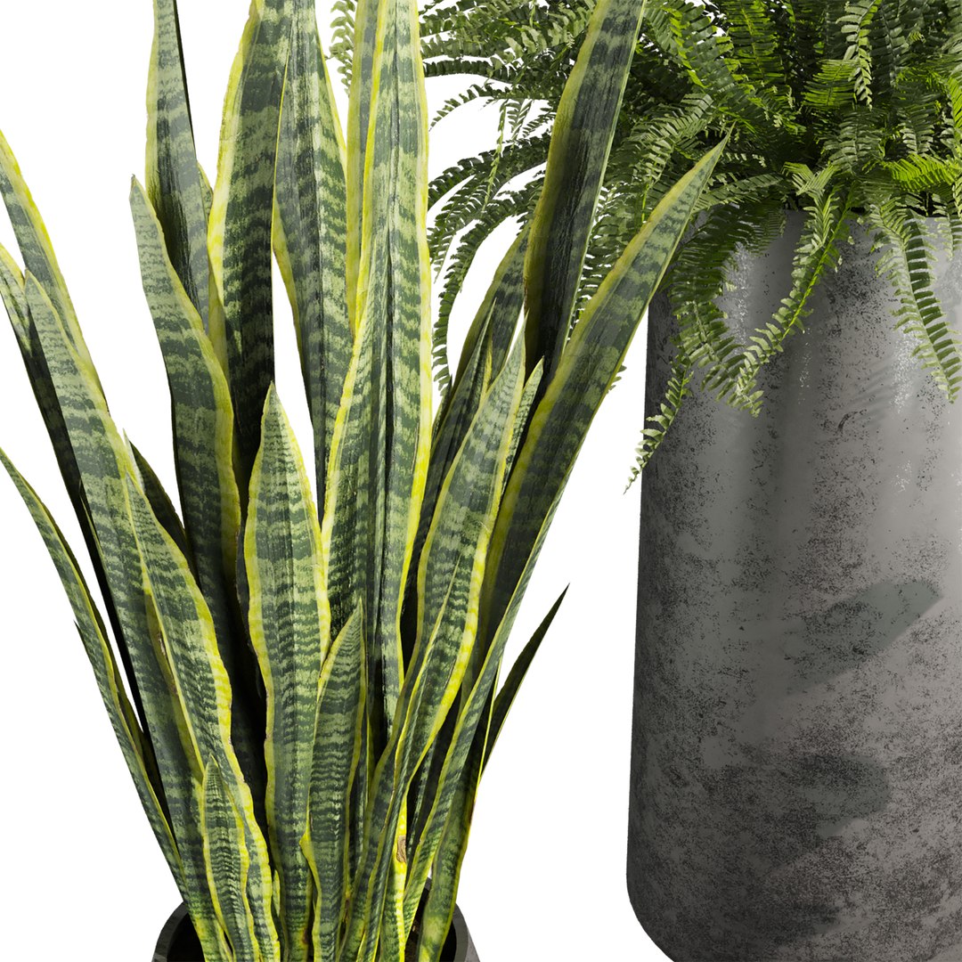 3D plant vol 945 - fern - rubber - sansveria model https://p.turbosquid.com/ts-thumb/bd/2s9z6e/N9/3/jpg/1784441140/1920x1080/fit_q87/bed0612df24df708d137157f2335af214272553e/3.jpg
