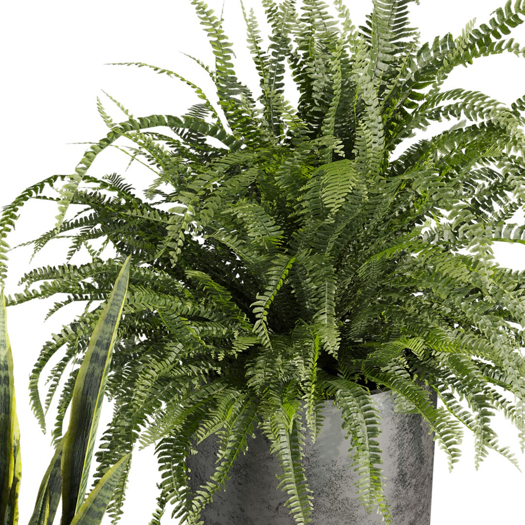 3D plant vol 945 - fern - rubber - sansveria model https://p.turbosquid.com/ts-thumb/bd/2s9z6e/ko/4/jpg/1784441141/1920x1080/fit_q87/c0ff71d9a43961b5e7e2fd37c871f31f5ef69b35/4.jpg