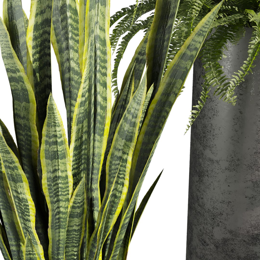 3D plant vol 945 - fern - rubber - sansveria model https://p.turbosquid.com/ts-thumb/bd/2s9z6e/oU/5/jpg/1784441142/1920x1080/fit_q87/bb83aeb7911fcb7e94371770cfac9df8291b29db/5.jpg
