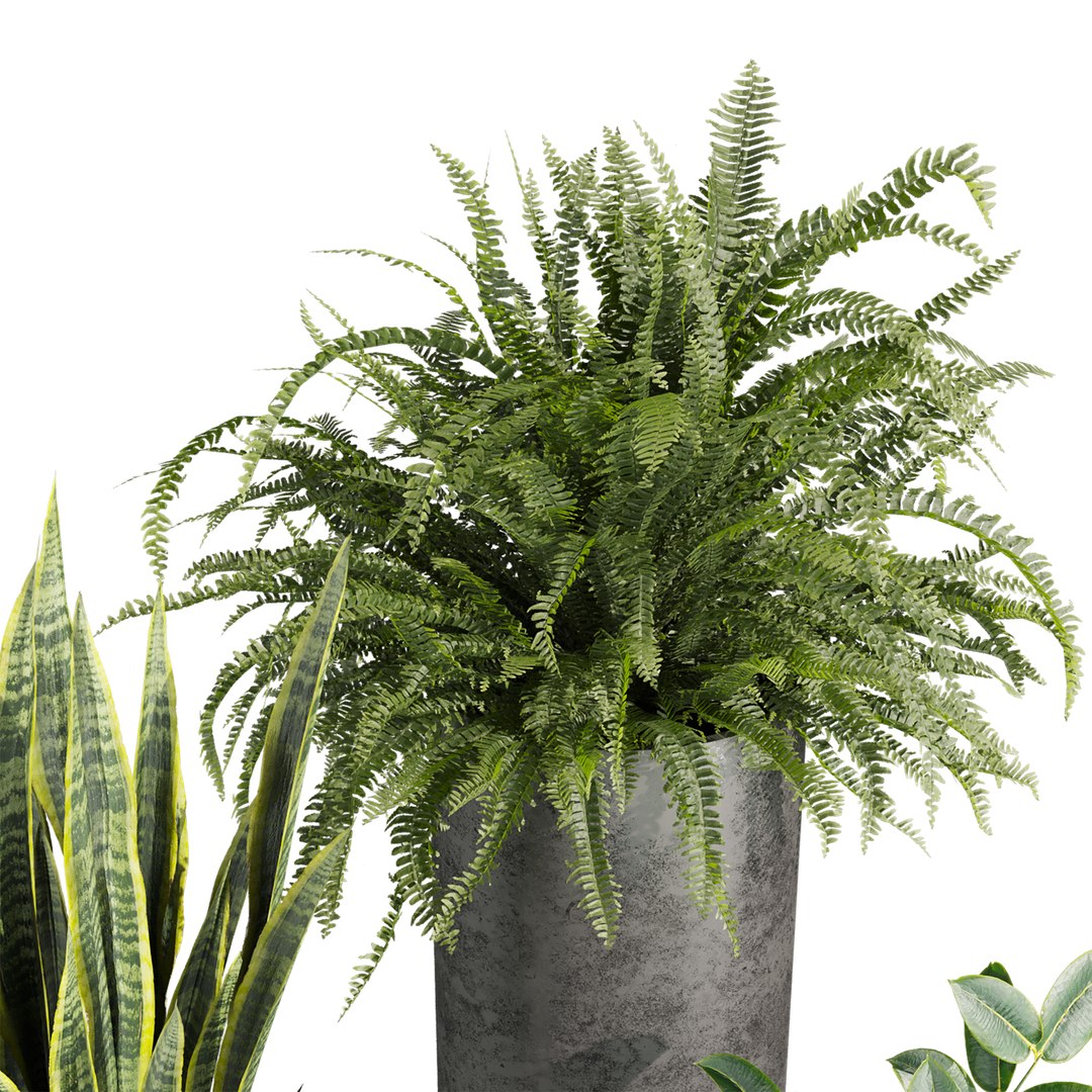 3D plant vol 945 - fern - rubber - sansveria model https://p.turbosquid.com/ts-thumb/bd/2s9z6e/yu/2/jpg/1784441141/1920x1080/fit_q87/1e56a0768f3a3dd72a1b68fc2470299933c0a5c3/2.jpg