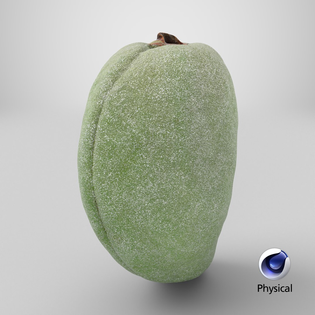 3D Unripe Almond Nut - 3D Scanned https://p.turbosquid.com/ts-thumb/bd/5KvVe2/42/stemcell_cinema_4d_physical_render/png/1782396263/1920x1080/fit_q87/7b5f3247940ddfbaf2878e873ebd9225bdebb09f/stemcell_cinema_4d_physical_render.jpg
