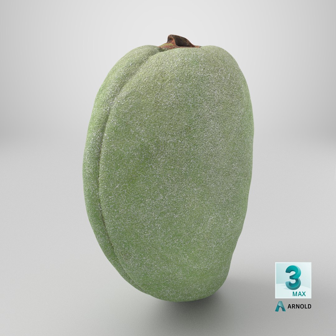 3D Unripe Almond Nut - 3D Scanned https://p.turbosquid.com/ts-thumb/bd/5KvVe2/89/stemcell_max_arnold_render/png/1782396267/1920x1080/fit_q87/732640f3849f0d5505c7f360b740ca6148b9c2b7/stemcell_max_arnold_render.jpg