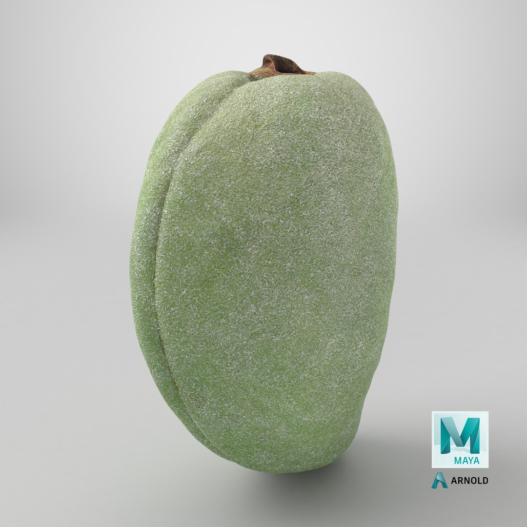 3D Unripe Almond Nut - 3D Scanned https://p.turbosquid.com/ts-thumb/bd/5KvVe2/wY/stemcell_maya_arnold_render/png/1782396255/1920x1080/fit_q87/4c60a1325726e71eab99249bad7777ccc3296c1f/stemcell_maya_arnold_render.jpg