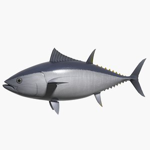 3d model bluefin kuromaguro