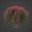 2021 PBR Oleander Collection - Nerium Oleander 3D model
