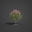 2021 PBR Oleander Collection - Nerium Oleander 3D model