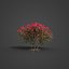 2021 PBR Oleander Collection - Nerium Oleander 3D model