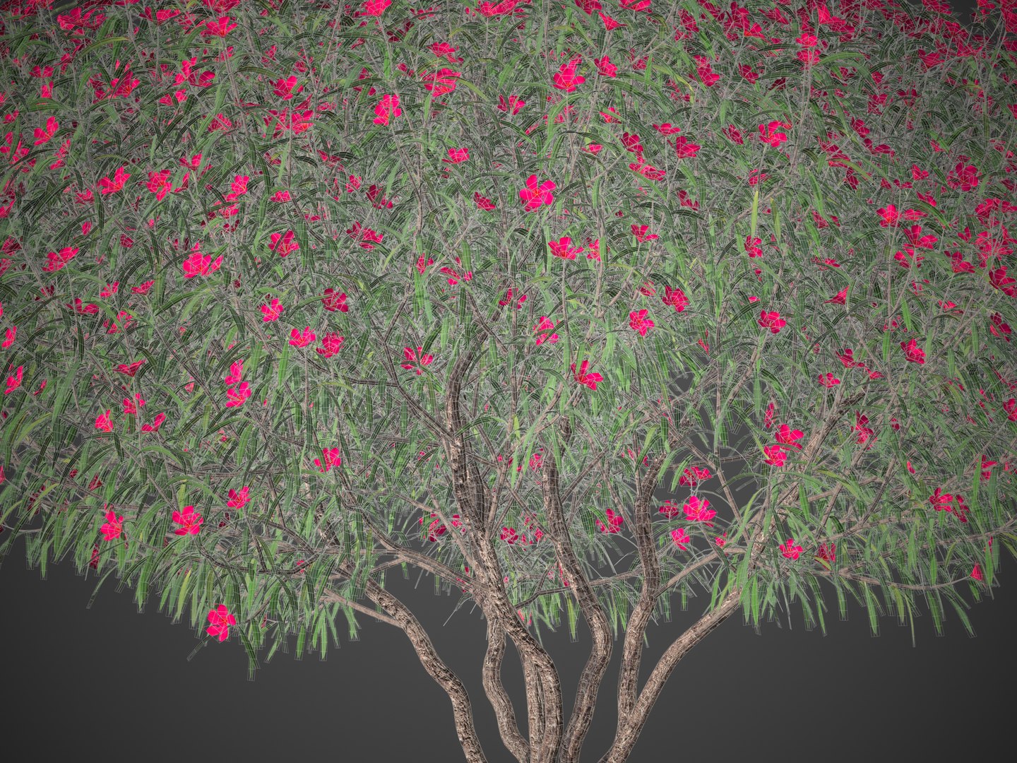 2021 PBR Oleander Collection - Nerium Oleander 3D model https://p.turbosquid.com/ts-thumb/bd/IGpuwc/dR/screenshot000/jpg/1625598810/1920x1080/fit_q87/d69ffa6e62385678f5848142ac77e6d3ad91997f/screenshot000.jpg