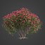 2021 PBR Oleander Collection - Nerium Oleander 3D model