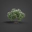 2021 PBR Oleander Collection - Nerium Oleander 3D model