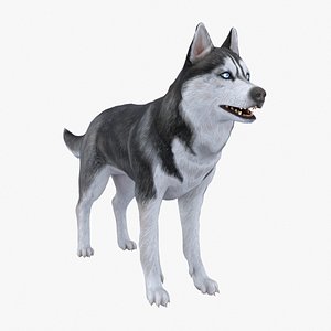 Dog Husky RIGGED 3D model