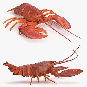 3D Boiled Lobster Rigged model
